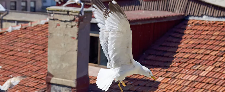 Residential Chimney Animal Removal Solution in Logansport, IN