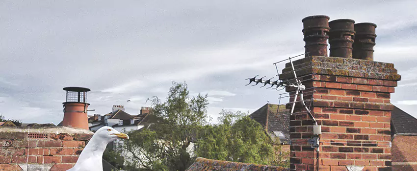 Chimney Cleaning And Restoration in Logansport, Indiana